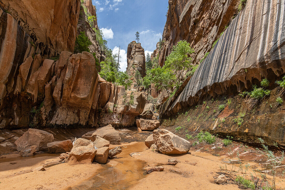 Kleiner Wasserfall und Felsnadel mit Baum im engen Water Canyon, Canaan Mountain Wilderness, Utha, USA