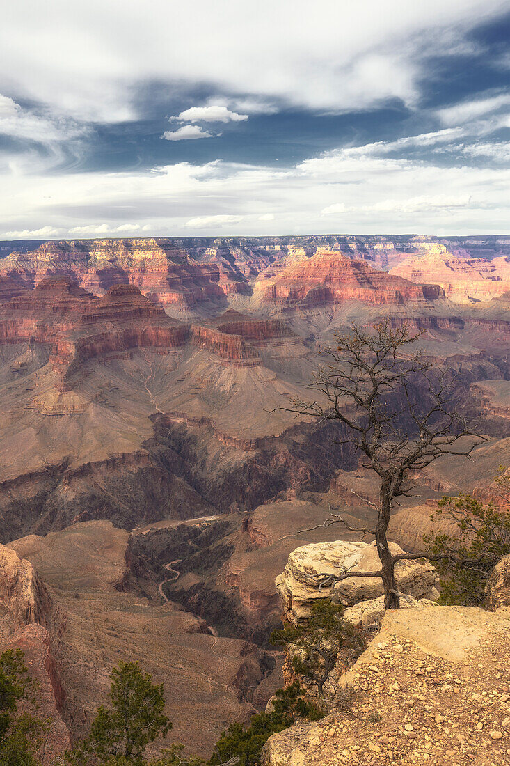 Blick tief in den Grand Canyon. Im Vordergrund am Abgrund steht eine kleiner Baum. Wolkiger Himmel, Arizona, USA