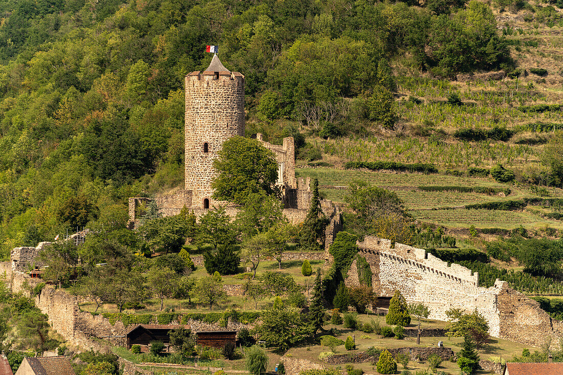 Die Burg Kaysersberg, Elsass, Frankreich