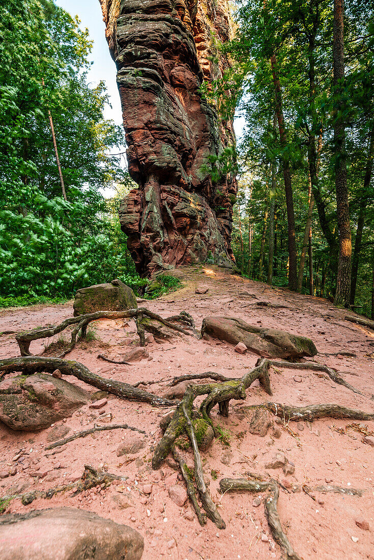 Im Wald am Fuße der Luger Geiersteine, Wernersberg, Pfälzerwald, Rheinland-Pfalz, Deutschland