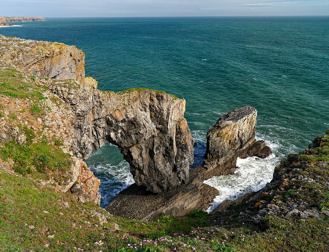 Großbritannien, Wales, Pembrokeshire, Felsen 'Elegug Stacks'  mit Vogelkolonie von Trottellummen und 'Green bridge'