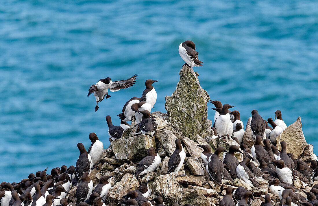 Großbritannien, Wales, Pembrokeshire, Felsen 'Elegug Stacks' mit Vogelkolonie von Trottellummen