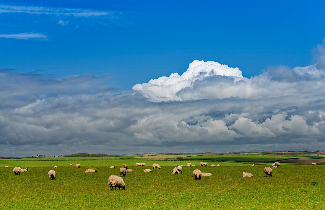 Great Britain, Wales, Pembroke, green sheep pasture with cloudy sky