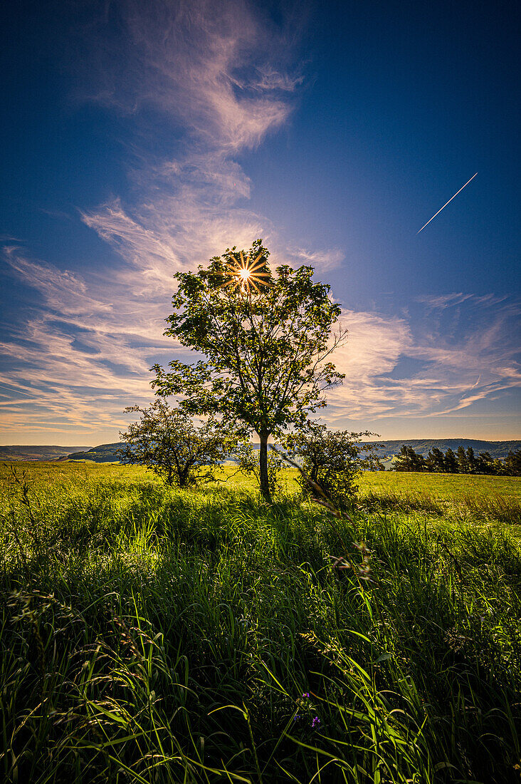 Einsamer Laubbaum auf einem Feld mit Sonnenstern, Jena, Thüringen, Deutschland