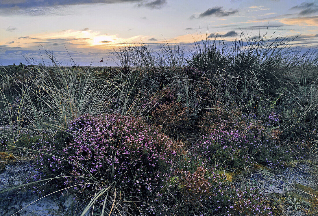 Heather on the beach of the North Sea, Danish North Sea coast, Denmark, Scandinavia, Europe