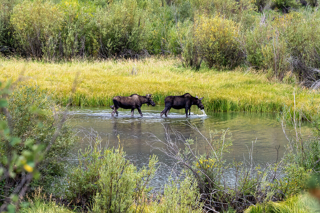 Moose feeding in Lake San Cristobal near Lake City Colorado in September