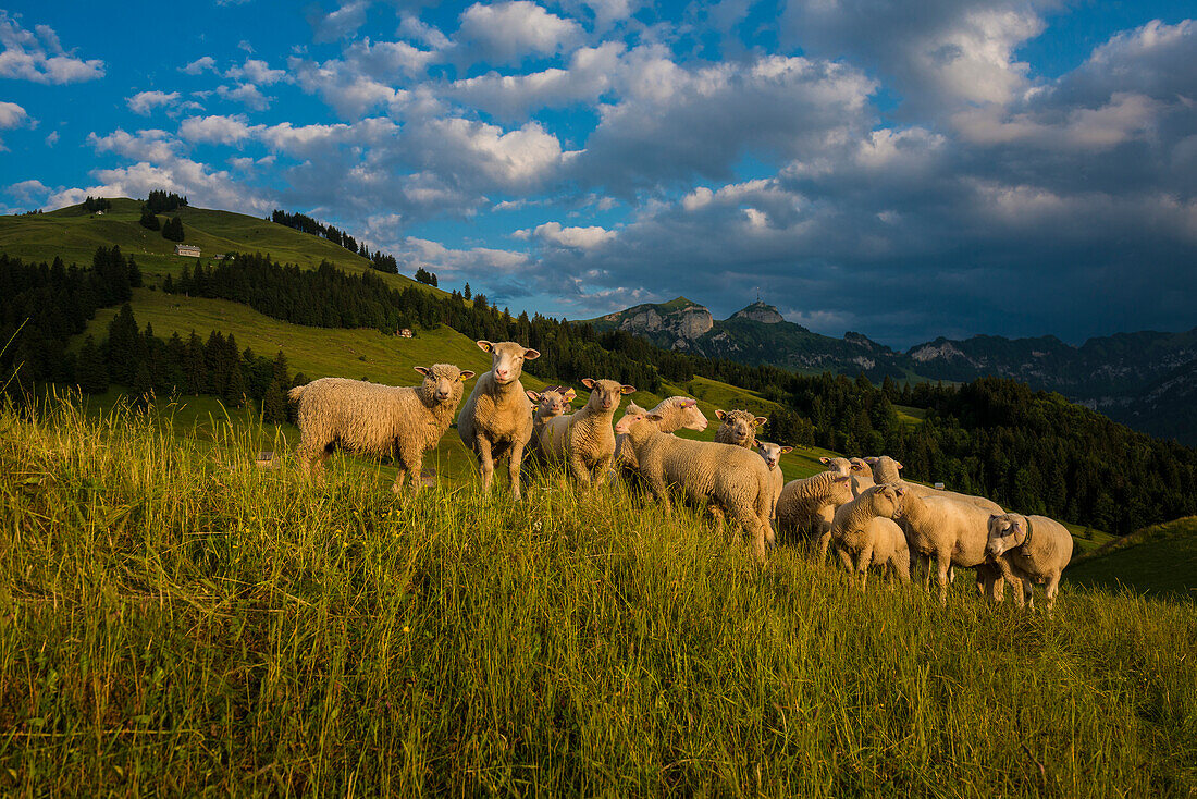 Sheep, Fähnerenspitz, sunset, view of the Alpstein massif with the Hoher Kasten, Canton of Appenzell-Innerrhoden, Switzerland