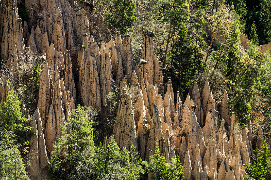 Bizarre Felsformationen, Erdpyramiden, Lengmoos, Mittelberg am Ritten, bei Bozen, Dolomiten, Südtirol, Italien