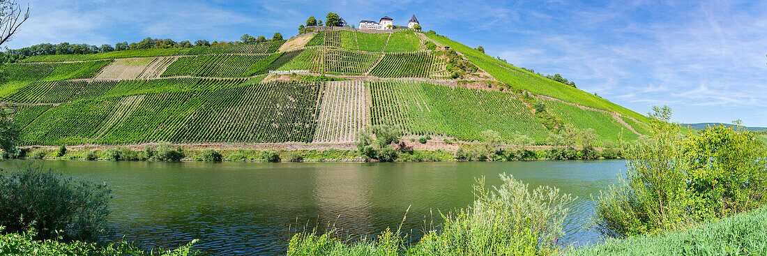 Weinlage Pündericher Marienburg, Weinberge, Tal der Mosel, Rheinland-Pfalz, Deutschland, Europa