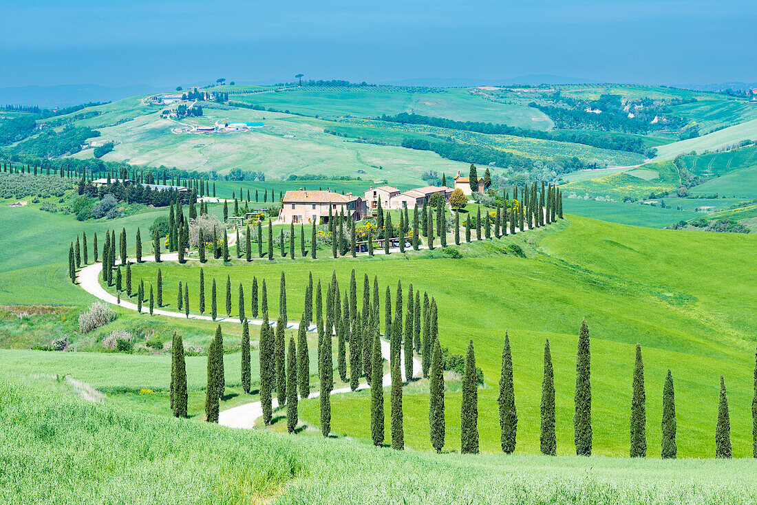 Country estate Agriturismo Baccoleno with cypress avenue, Cupressus, Asciano, Crete Senesi, Siena, Tuscany, Italy, Europe