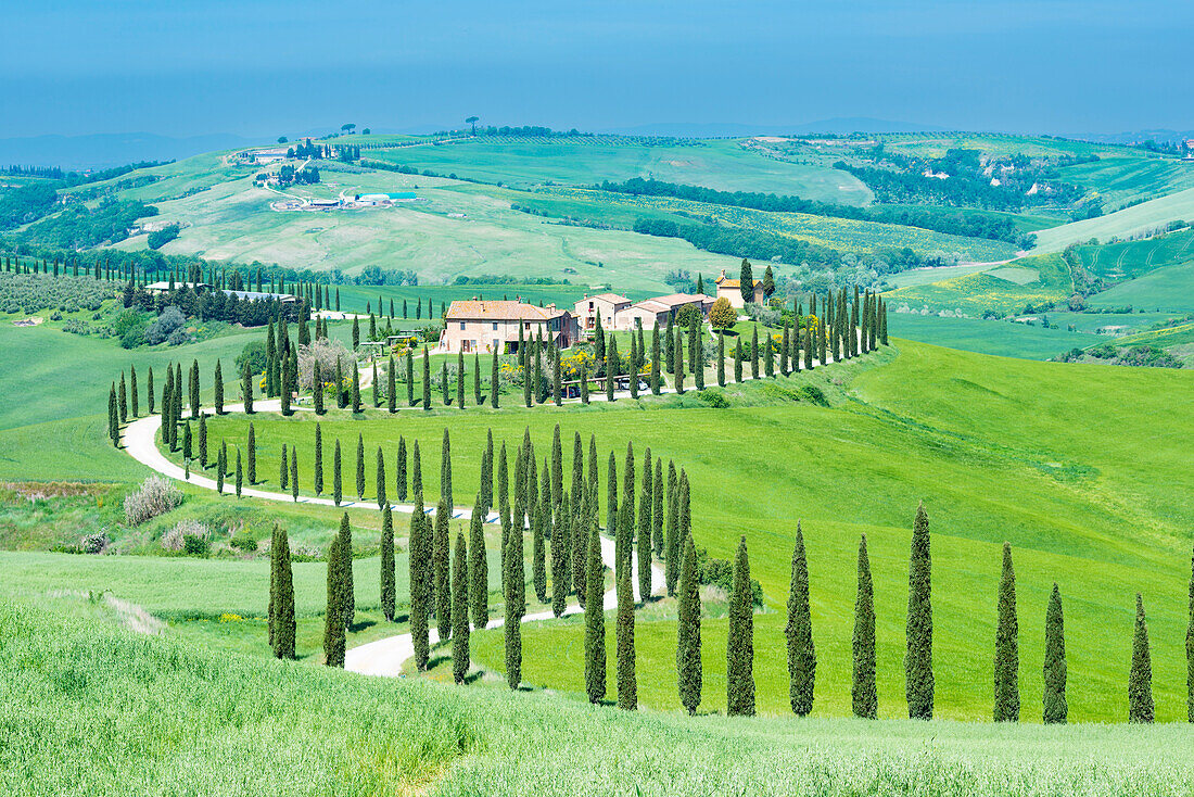 Landgut Agriturismo Baccoleno mit Zypressenallee, Cupressus, Asciano, Crete Senesi, Siena, Toskana, Italien, Europa