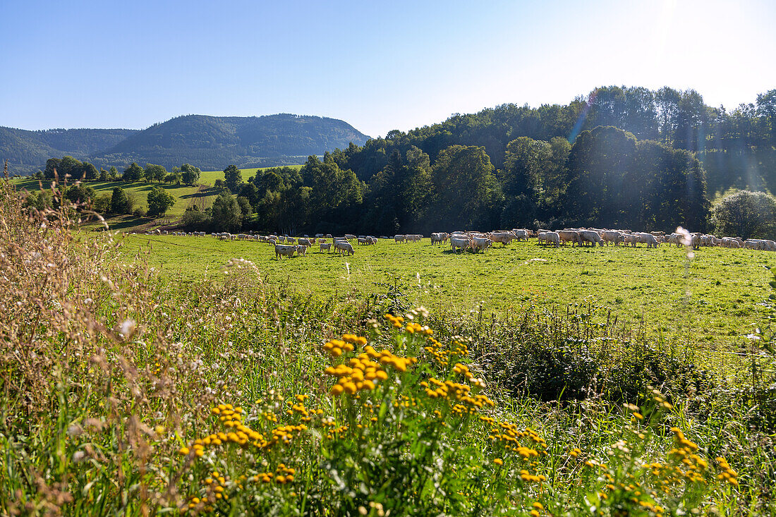Hügellandschaft mit Kühen und Blick in das Rabengebirge bei Bernartice u Trutnova in Ostböhmen in Tschechien