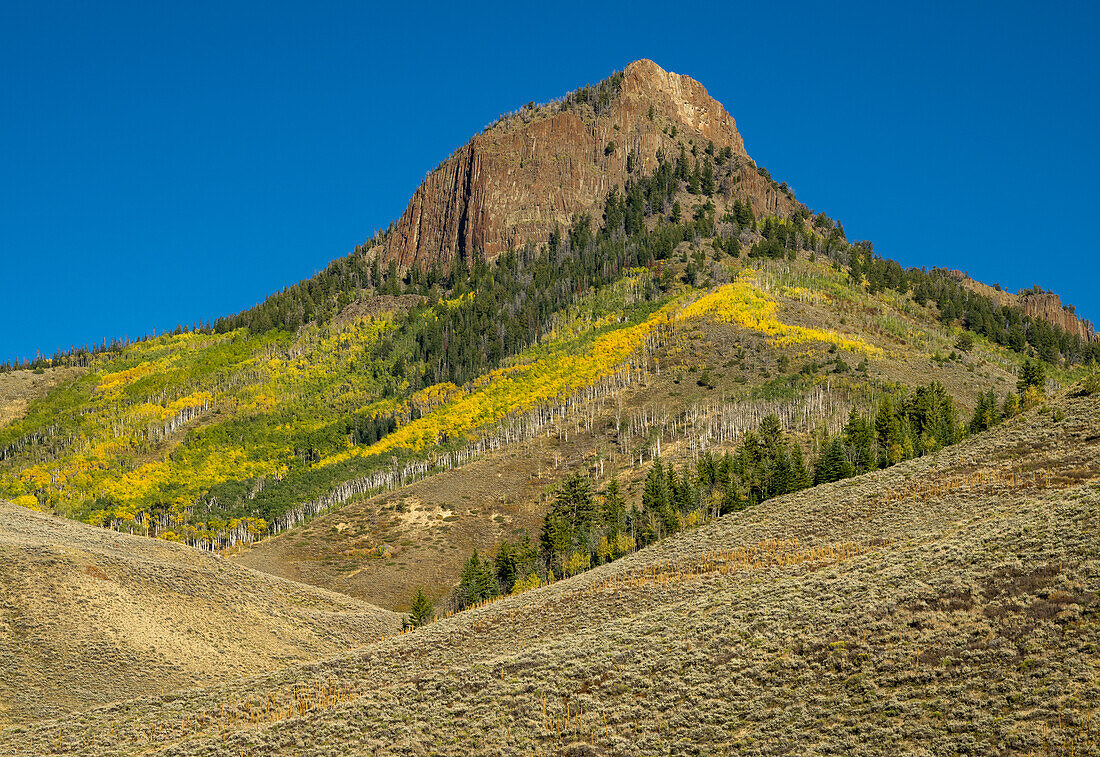 Golden Aspens on the side of  a muntain in Colorado