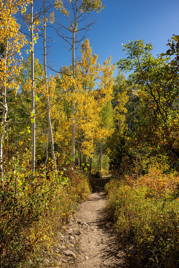 Fall foliage near Fish Creek Falls in Steamboat Springs Colorado