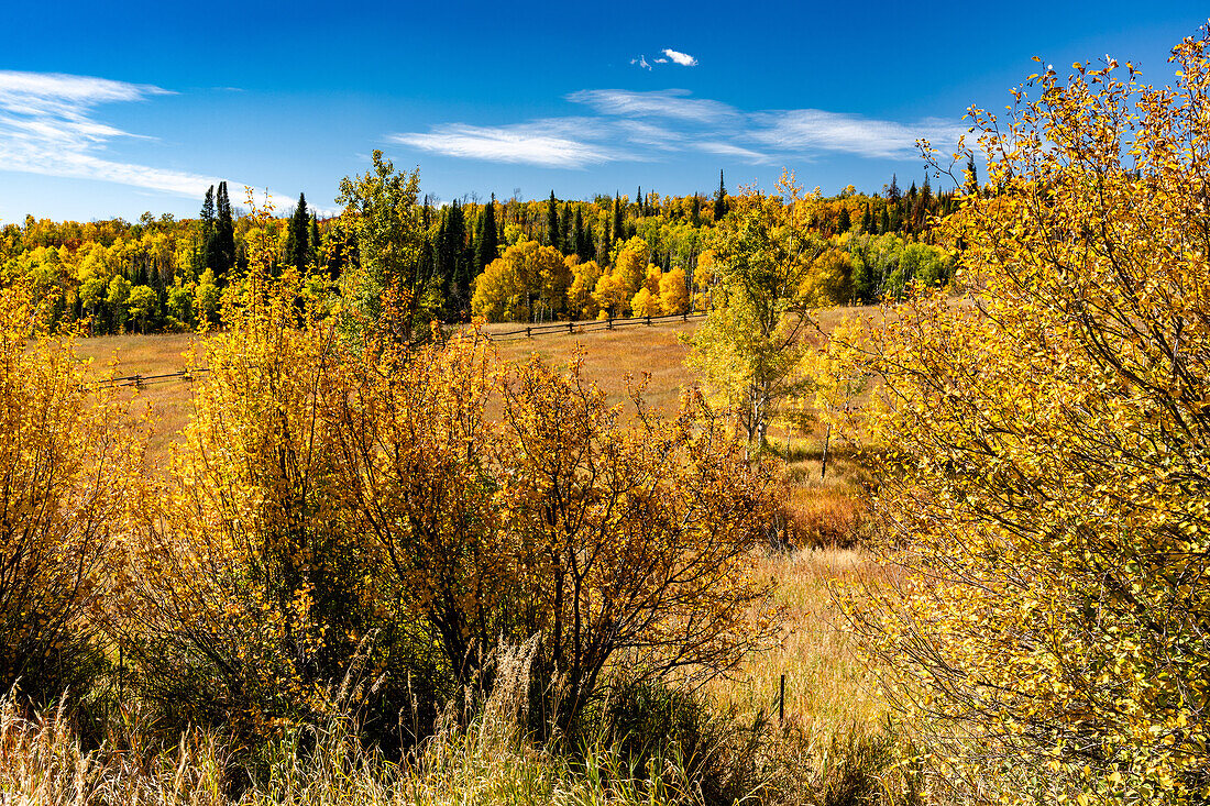 Fall foliage in Hinton Gulch in the Yampa River Valley in Routt County Colorado