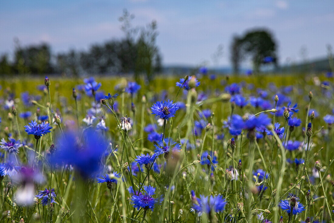 Detail of blue cornflowers in the field in the Hessisches Kegelspiel region, Eiterfeld Körnbach, Rhön, Hesse, Germany