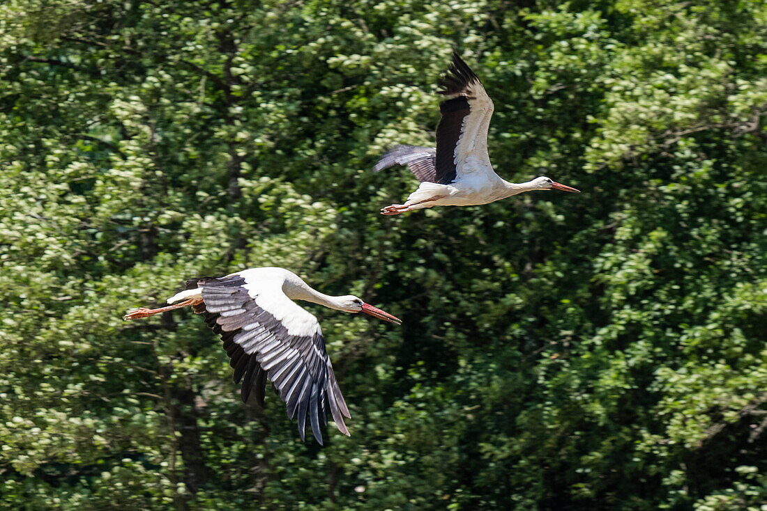 Zwei Weißstörche (Ciconia ciconia) im Flug, Region Hessisches Kegelspiel, Hünfeld Mackenzell, Rhön, Hessen, Deutschland