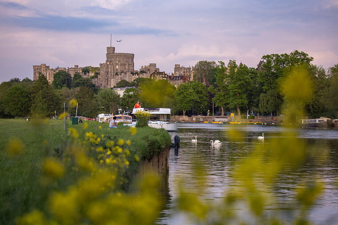 A Le Boat Horizon 4 houseboat on the River Thames and Windsor Castle seen through yellow flowers, Windsor, Berkshire, England, United Kingdom