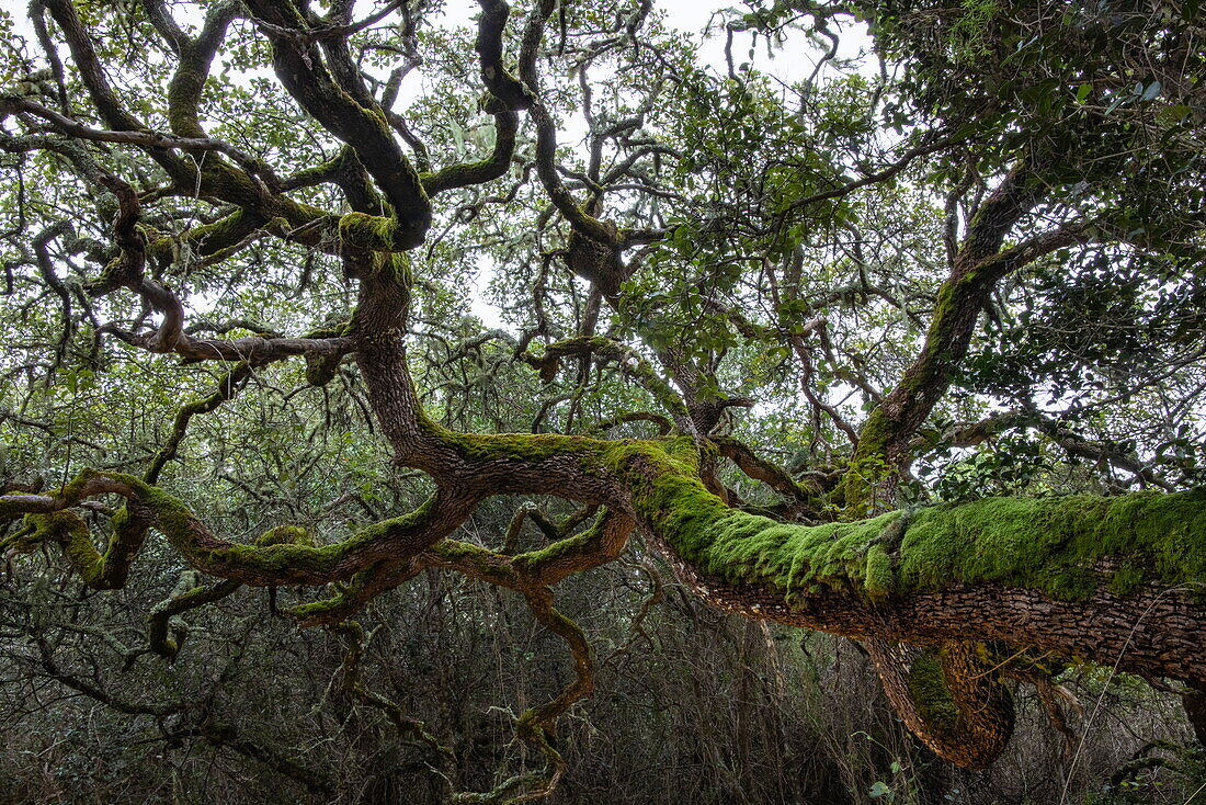 White Milkwood tree (Sideroxylon inerme) in forest near Forest Lodge, Grootbos Private Nature Reserve, Western Cape, South Africa