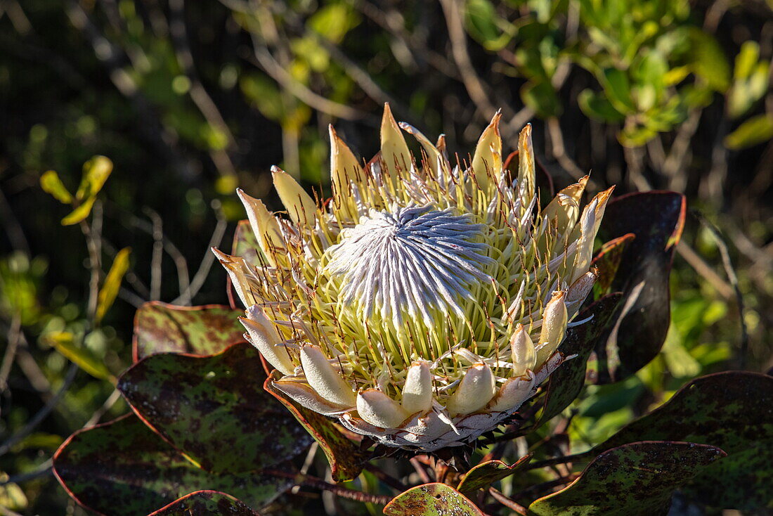 Königsprotea (Protea cynaroides), Nationalblume Südafrikas, Grootbos Private Nature Reserve, Westkap, Südafrika