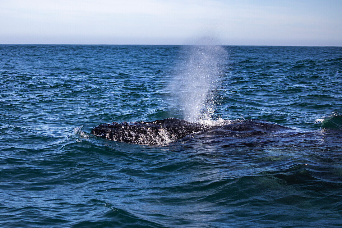 Humpback whale (Megaptera novaeangliae) in the South Atlantic, near Gansbaai, Western Cape, South Africa