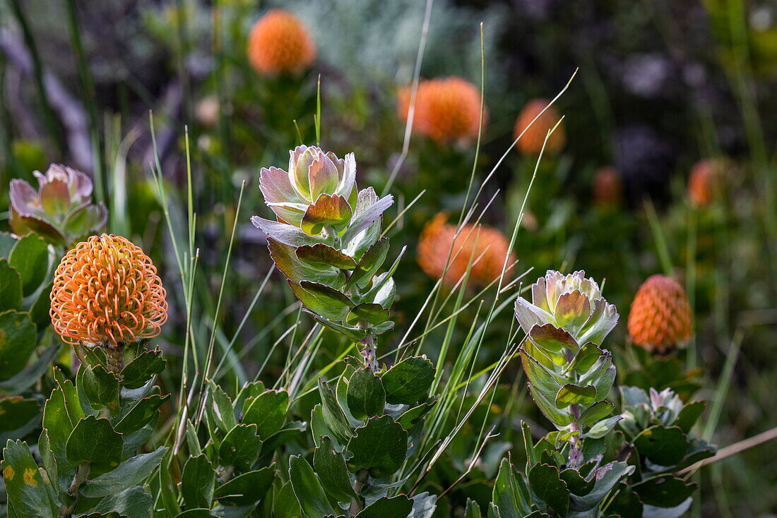 Pincushion Protea (Leucospermum patersonii), Grootbos Private Nature Reserve, Western Cape, South Africa