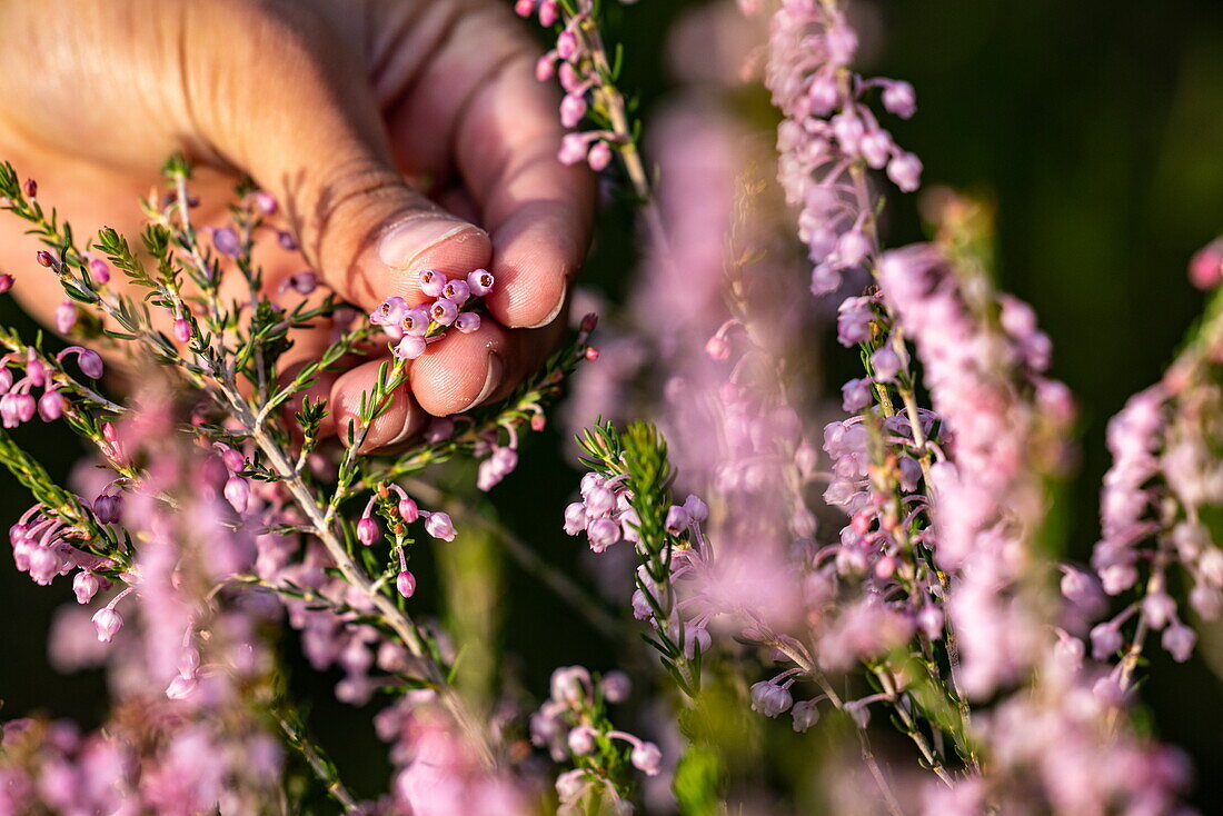 Detail of Gansbaai heath (Erica irregularis) in a hand, Grootbos Private Nature Reserve, Western Cape, South Africa