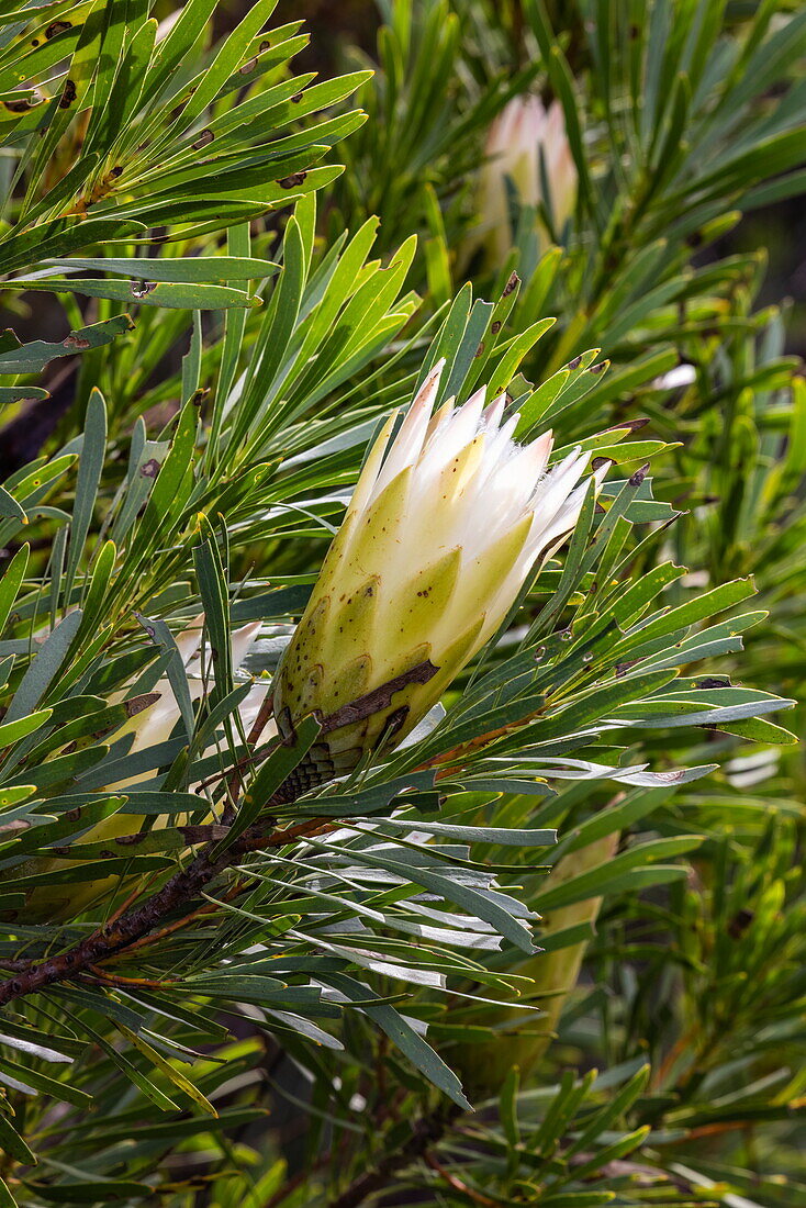 Protea-Hybride (Protea), Grootbos Private Nature Reserve, Westkap, Südafrika