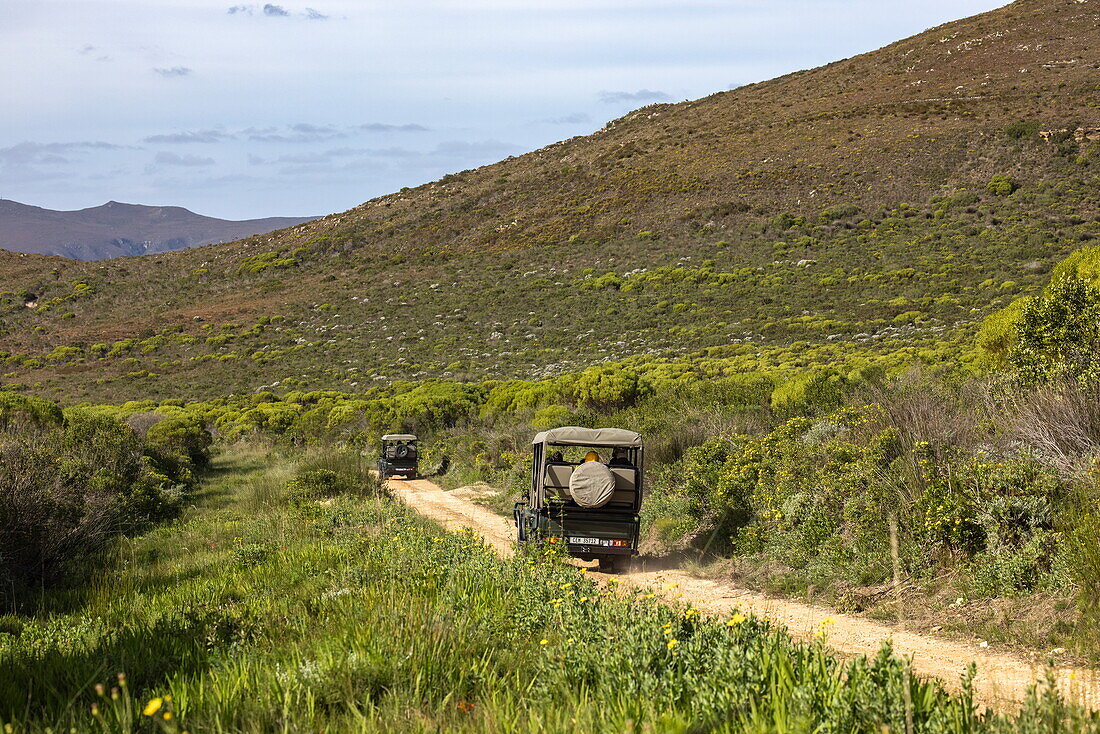 Grootbos Allrad-Safarifahrzeuge auf Feldweg in der Landschaft, Grootbos Private Nature Reserve, Westkap, Südafrika