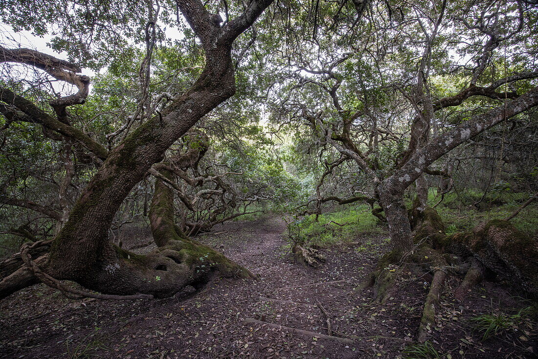 Weiße Milkwood-Bäume (Sideroxylon Inerme) im Wald in der Nähe der Garden Lodge, Grootbos Private Nature Reserve, Westkap, Südafrika