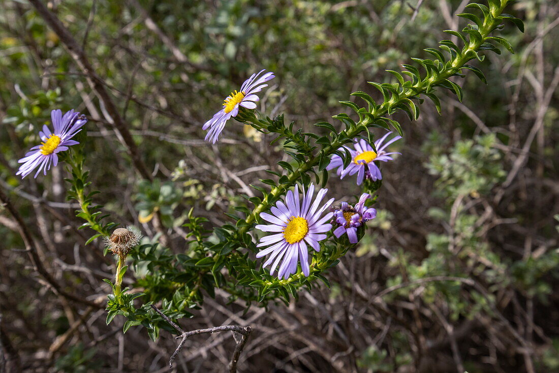 Dune daisy (Felicia echinata), endemic to the Eastern Cape floral kingdom but not to Grootbos, nevertheless used in gardens, Grootbos Private Nature Reserve, Western Cape, South Africa