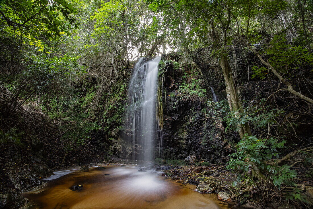 Wasserfall im unberührten Wald, Grootbos Private Nature Reserve, Westkap, Südafrika