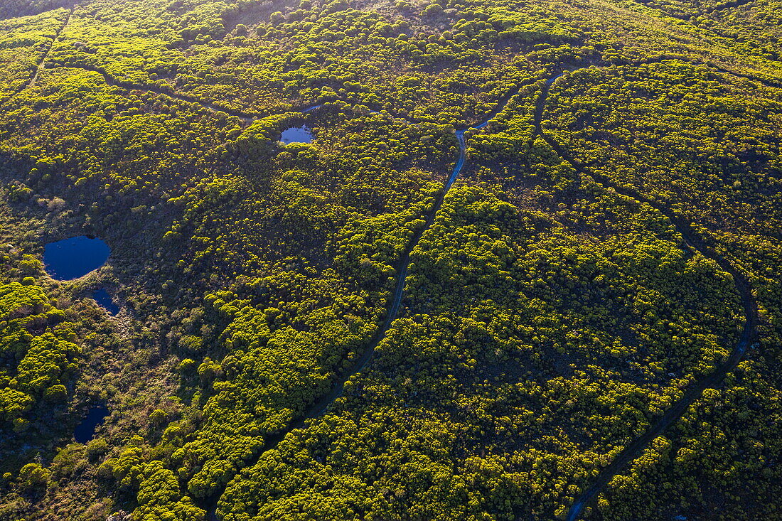 Aerial view of ponds and paths through forest and bush, Grootbos Private Nature Reserve, Western Cape, South Africa