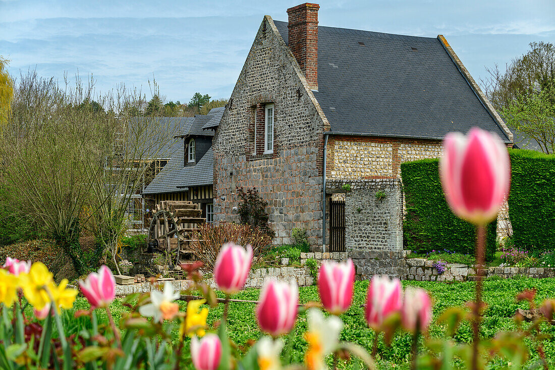 Tulips in front of old mill on the Veules stream, Veules-les-Roses, GR 21, Côte d´Albatre, Alabaster Coast, Atlantic Coast, Normandy, France