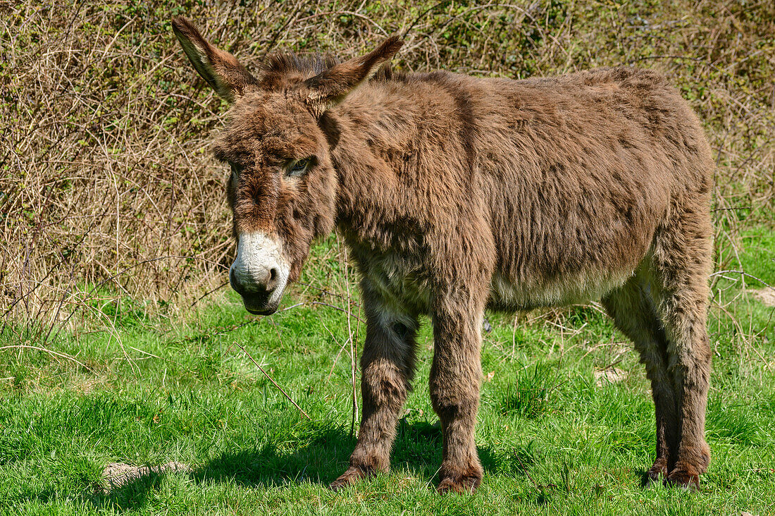 Donkey stands with head hanging in meadow, GR 21, Côte d´Albatre, Alabaster Coast, Atlantic Coast, Normandy, France