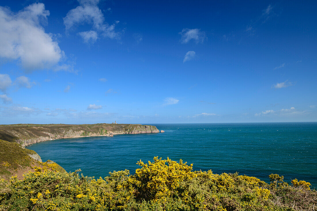 Blühender Ginster rahmt Bucht ein, beim Cap Fréhel, Côte d'Émeraude, Smaragdküste, Bretagne, Frankreich