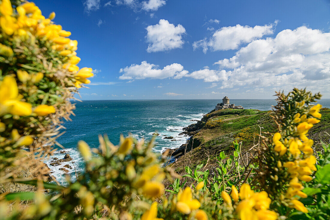 Gelb blühender Ginster mit Fort La Latte, nahe des Cap Fréhel, Côte d'Émeraude, Smaragdküste, Bretagne, Frankreich