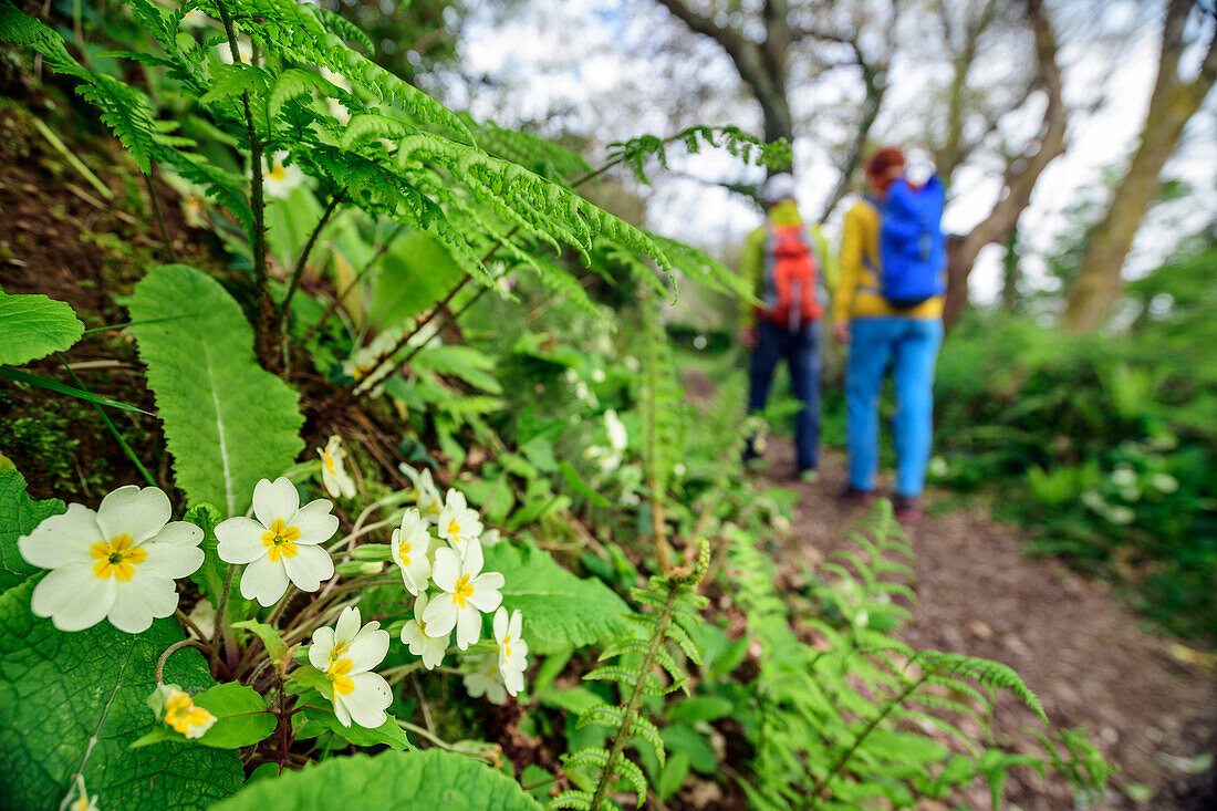 Man and woman hiking on GR 34, primroses in the foreground, Roscanvel, GR 34, Zöllnerweg, Sentier Côtier, Crozon peninsula, Atlantic coast, Brittany, France