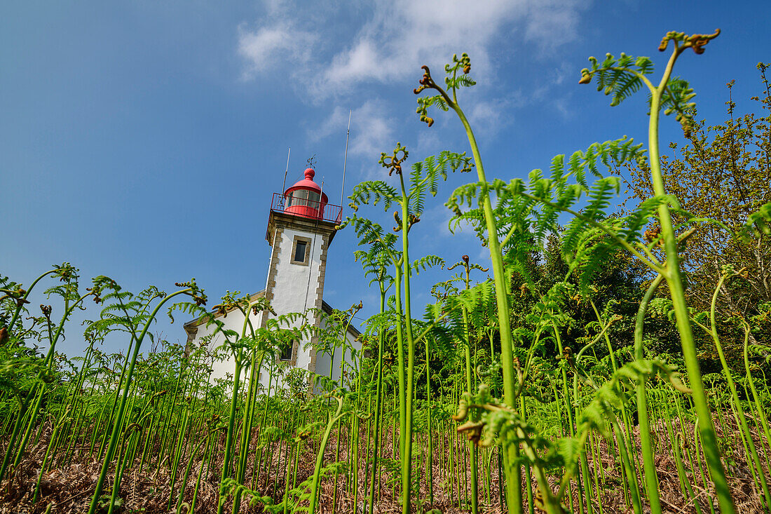 Phare du Kador lighthouse with fresh fern in the foreground, Morgat, GR 34, Zöllnerweg, Sentier Côtier, Crozon peninsula, Atlantic coast, Brittany, France