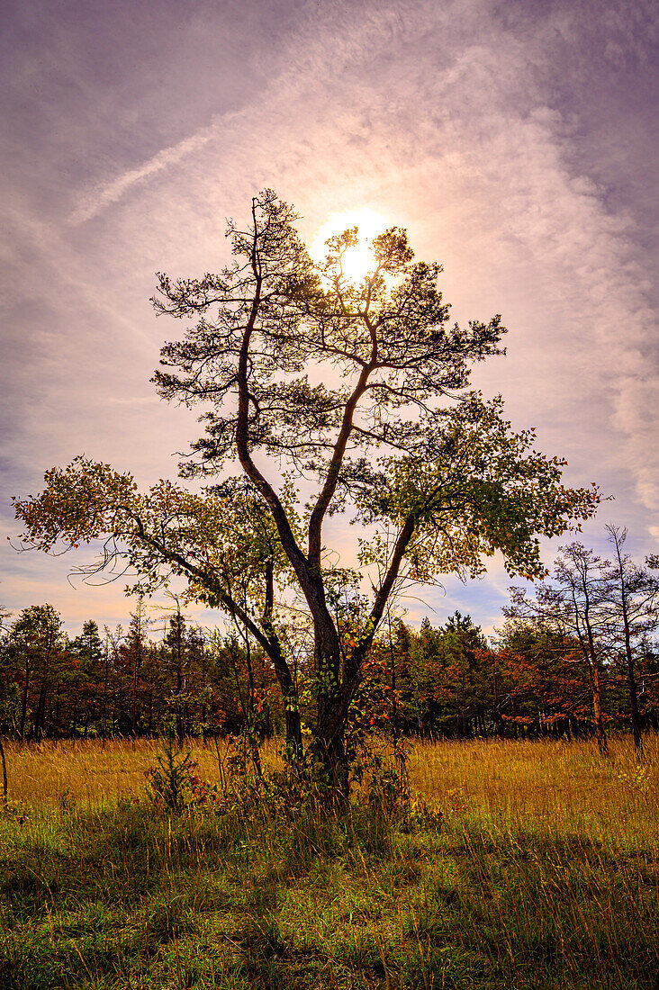 Deciduous tree on the Mönchsberg quarry with backlight and veiled clouds, Jena, Thuringia, Germany