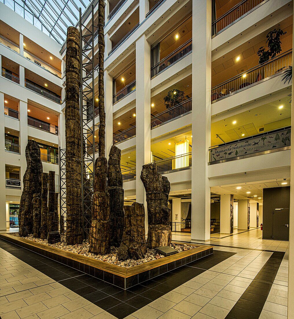 Petrified Forest of Chemnitz in the DAStietz cultural department store, Chemnitz, Saxony, Germany