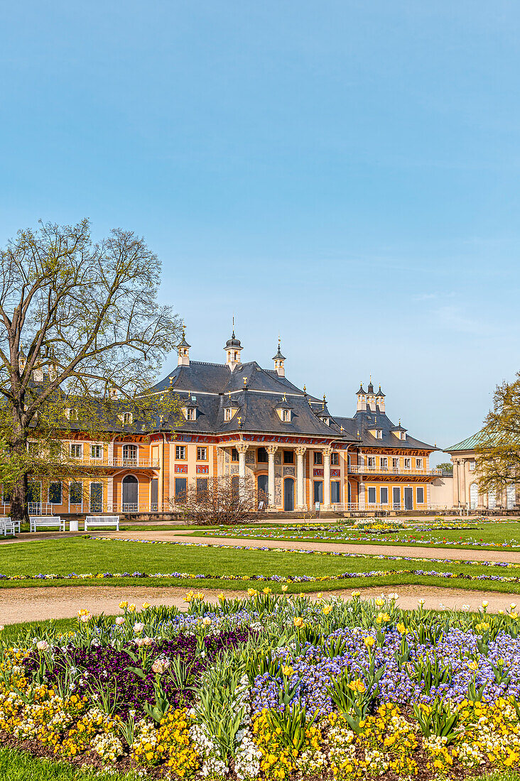 Flowers in front of the water palace in Pillnitz Castle Park in spring, Dresden, Saxony, Germany