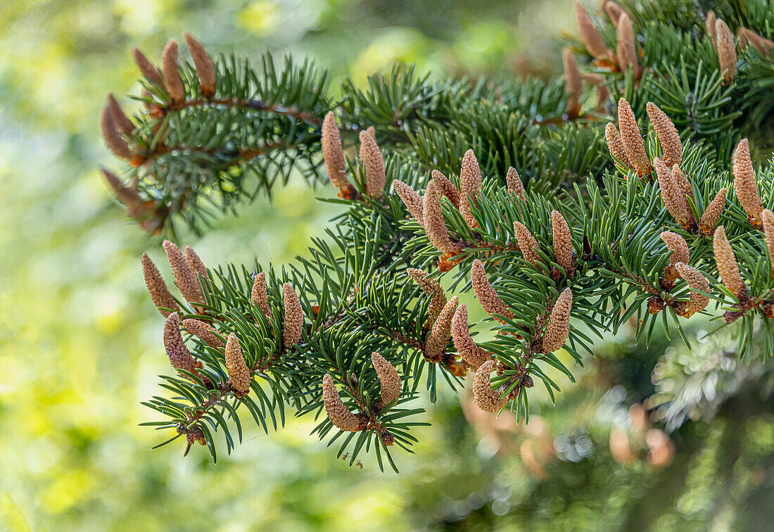 Close-up of a Tigertail Spruce (Picea torano) in the Dresden Botanical Garden, Saxony, Germany