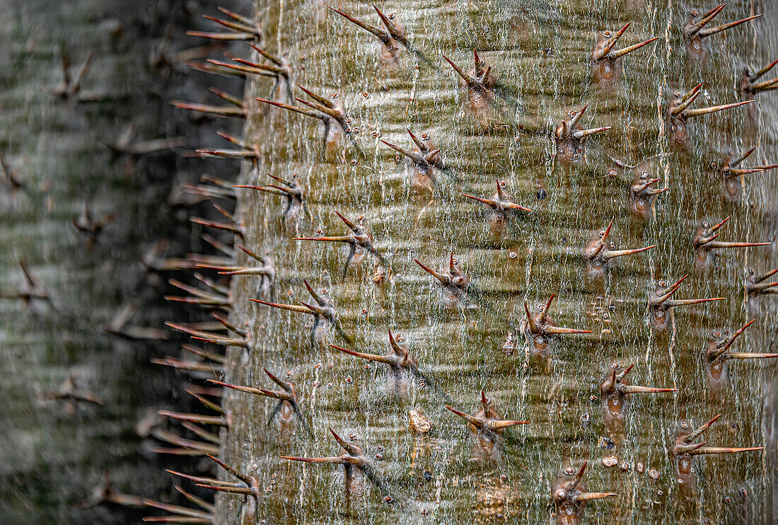 Nahaufnahme der Dornen einer Madagaskarpalme, (Pachypodium Lamerei), Botanischer Garten Dresden, Sachsen, Deutschland