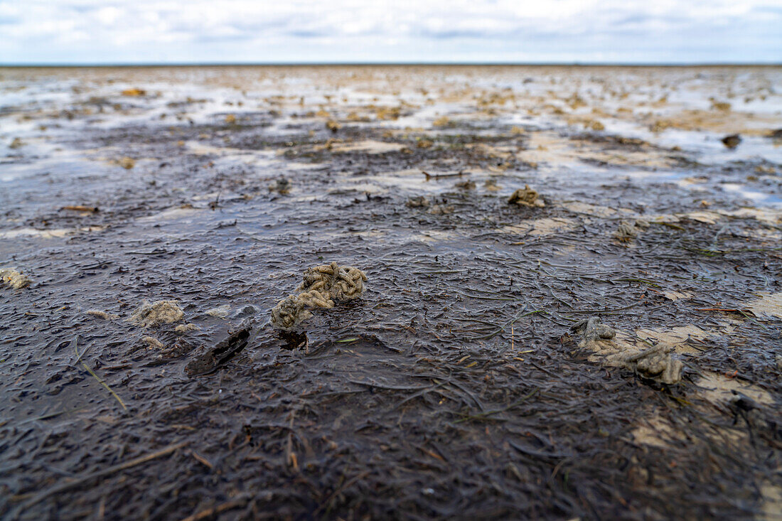 Characteristic piles of excrement of the lugworm in the Wadden Sea at low tide on the Nordstrand peninsula, Nordfriesland district, Schleswig-Holstein, Germany, Europe