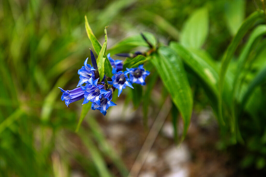 Schwalbenwurz-Enzian (Gentiana asclepiadea) im Nationalpark Tatra (Tatrzański Park Narodowy) in Polen