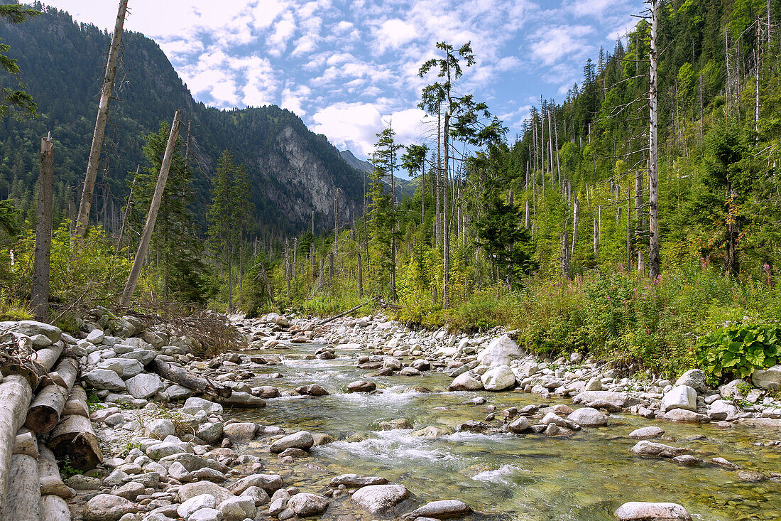 Watercourse of the Roztoka on the hiking trail to the Valley of the Five Polish Ponds (Dolina Pięciu Stawów Polskich) and Morskie Oko in the Tatra National Park (Tatrzański Park Narodowy) in Poland