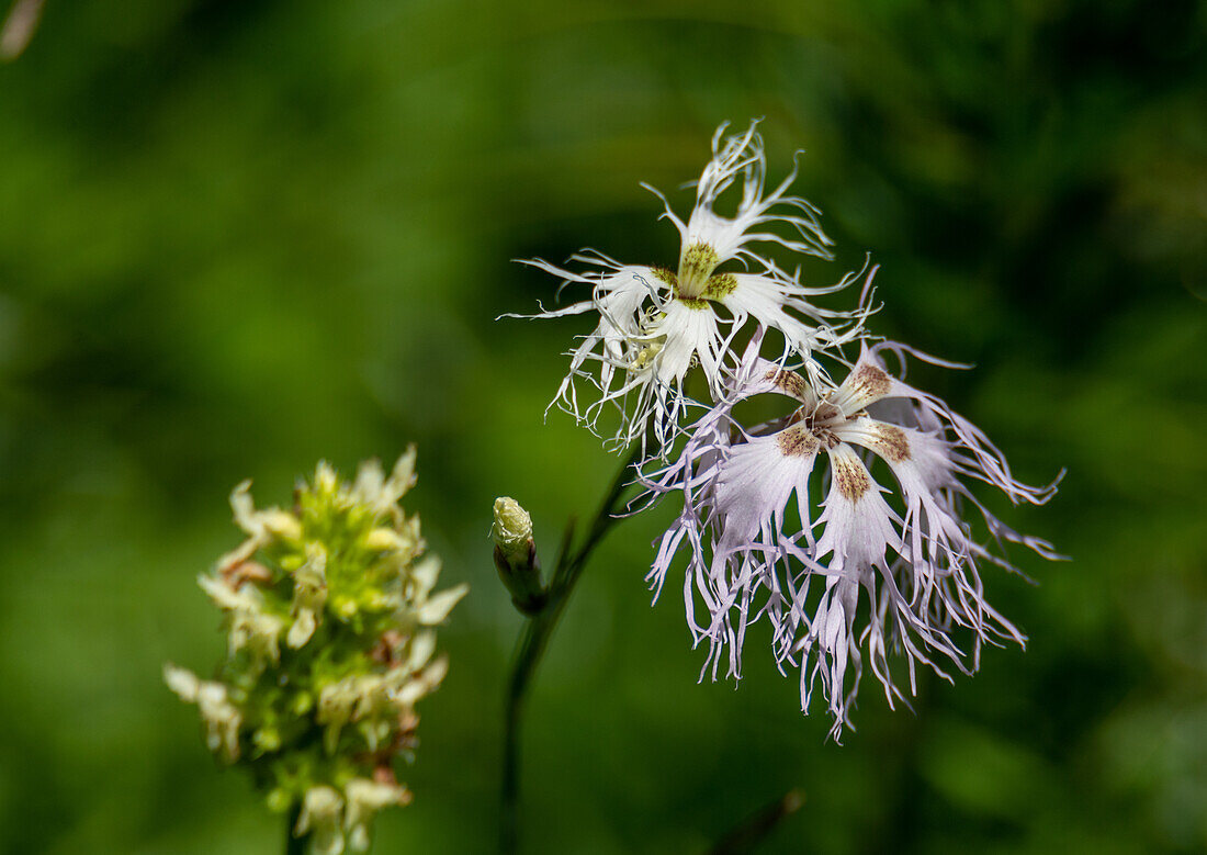 Black-throated pink (Dianthus superbus) in alpine meadows at Schneibstein, Salzburg, Austria