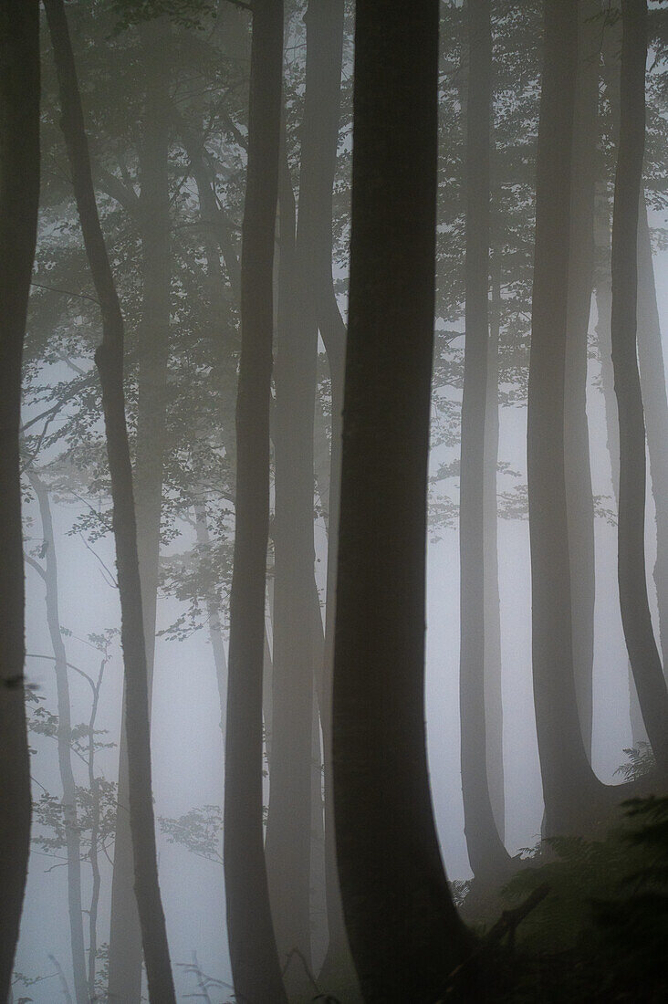 Im Mischwald bei Nebel beim Bergwandern, Schafberg, Salzburg/Oberösterreich, Oesterreich