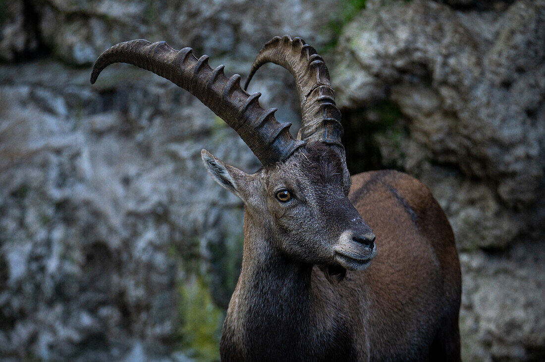 Steinbock (Capra ibex), Männchen